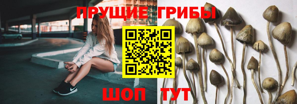 Галлюциногенные грибы мицелий Тихвин